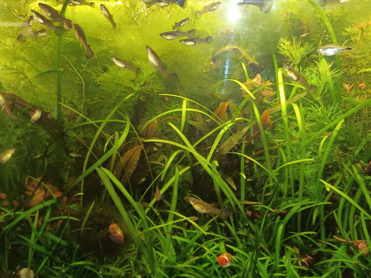 Billede 2 - Guppy blue moskow