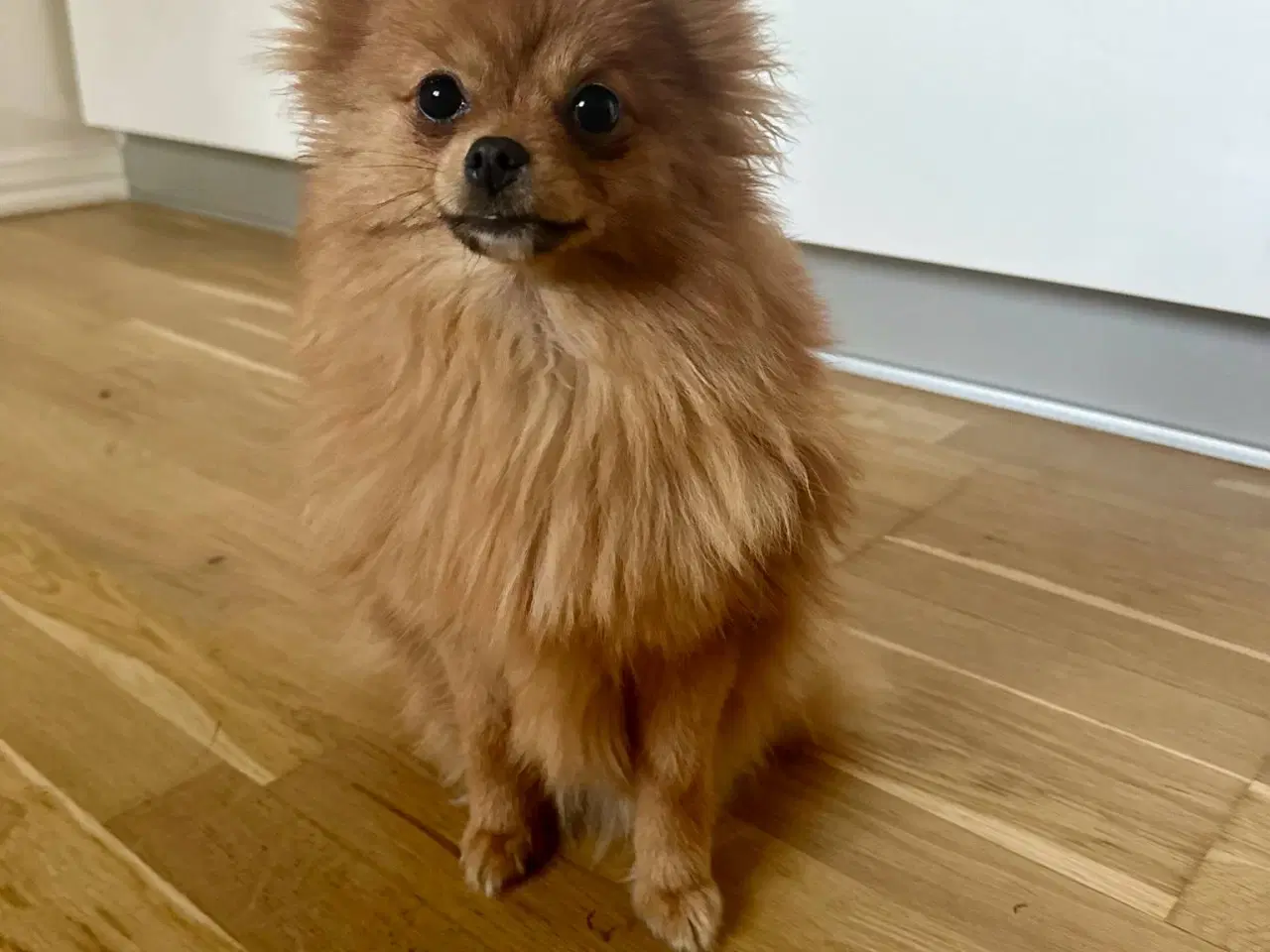 Billede 2 - pomeranian tæve 7 måneder
