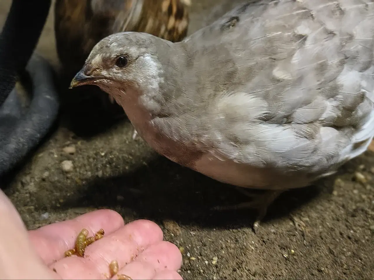 Billede 6 - Daggamle vagtelkyllinger klækket fredag den 10/4