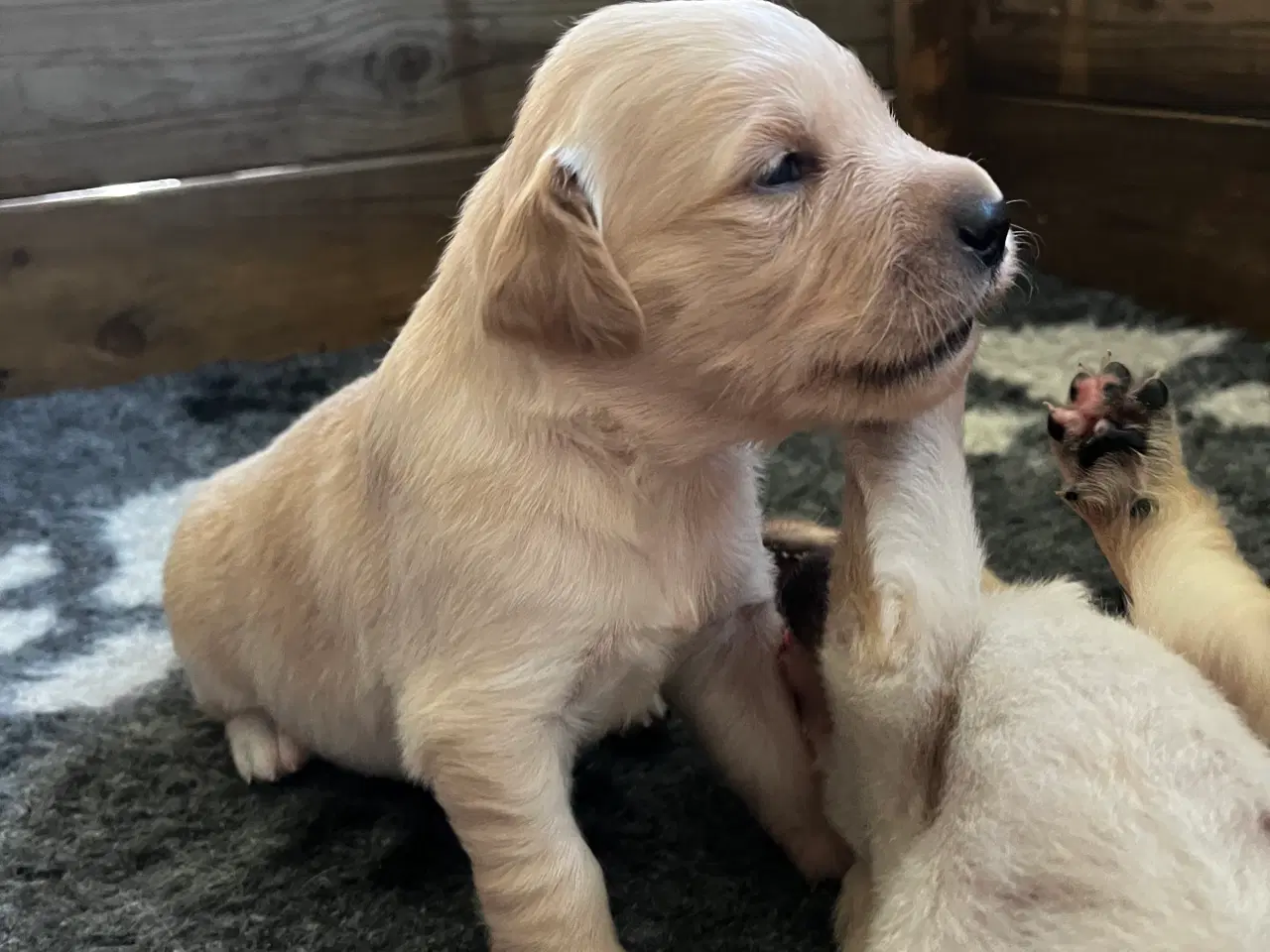 Billede 3 - Golden Retriever