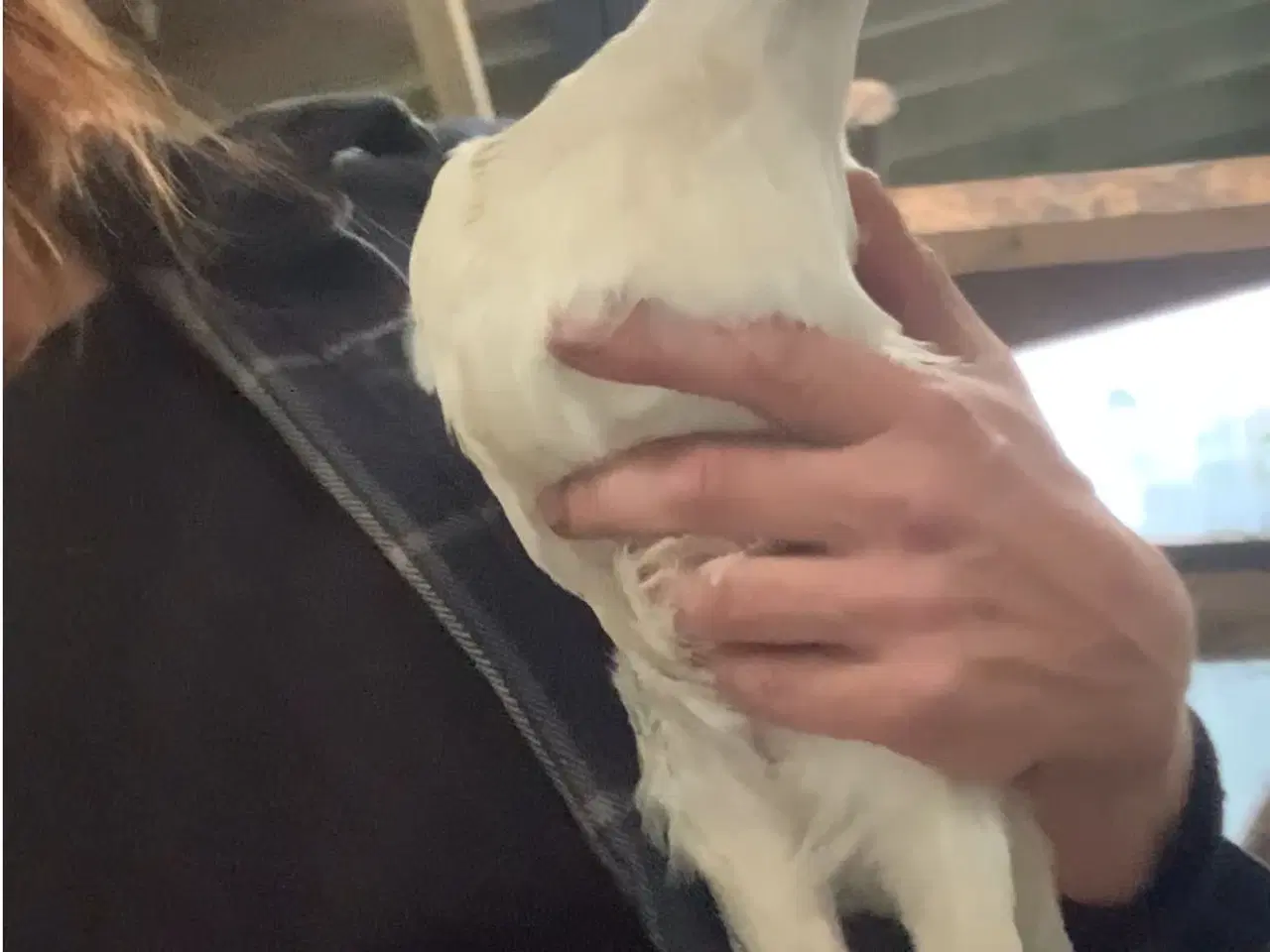 Billede 6 - Ung 20 kroner hane. halv italiener halv blå lægger