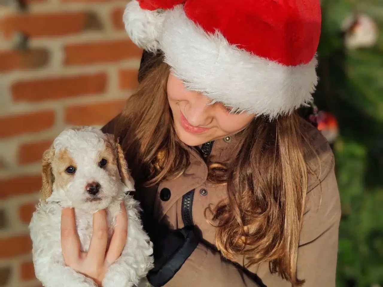 Billede 3 - Skønne cavapoo 1b julehvalpe