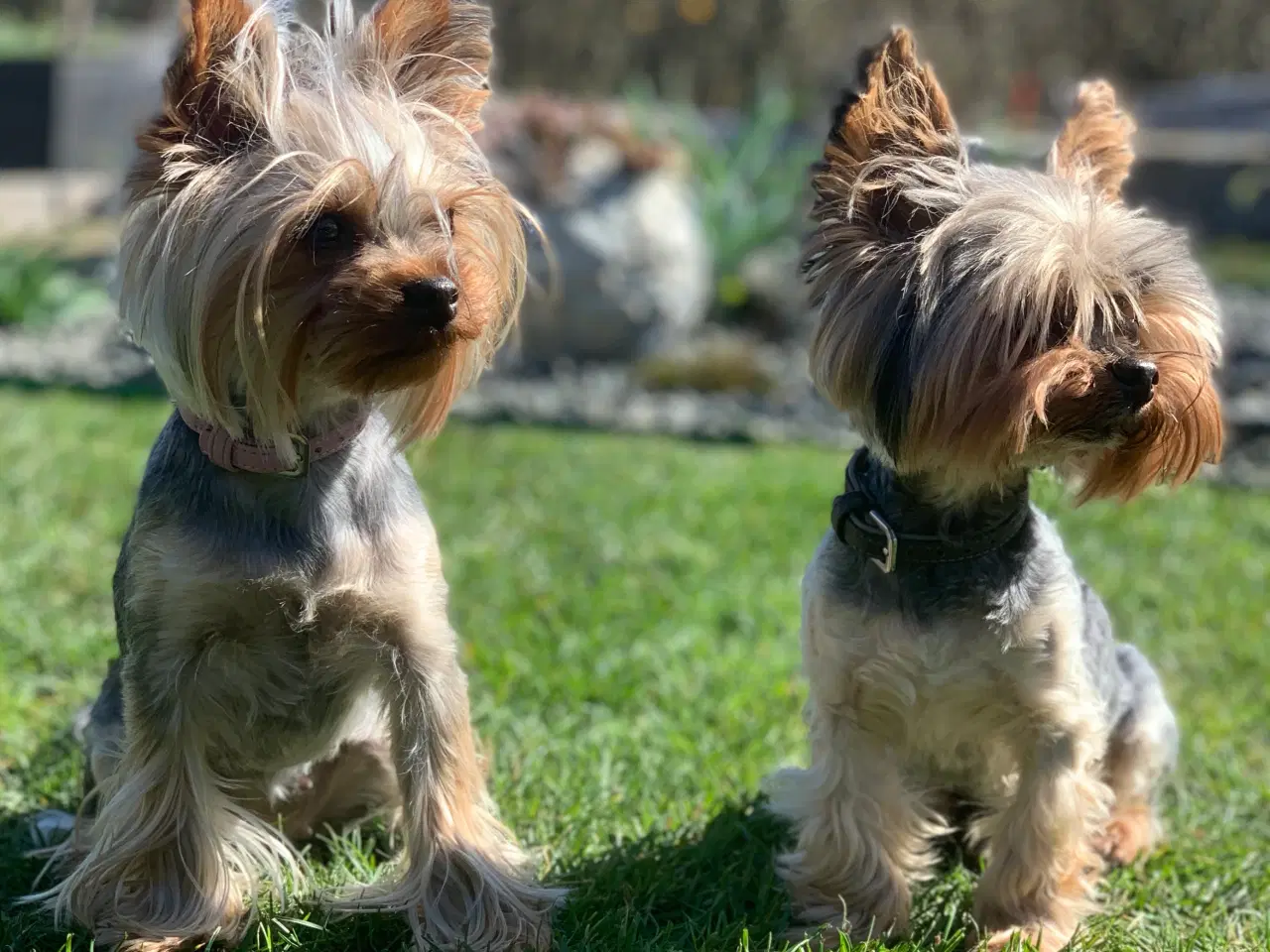 Billede 8 - Yorkshire terrier 