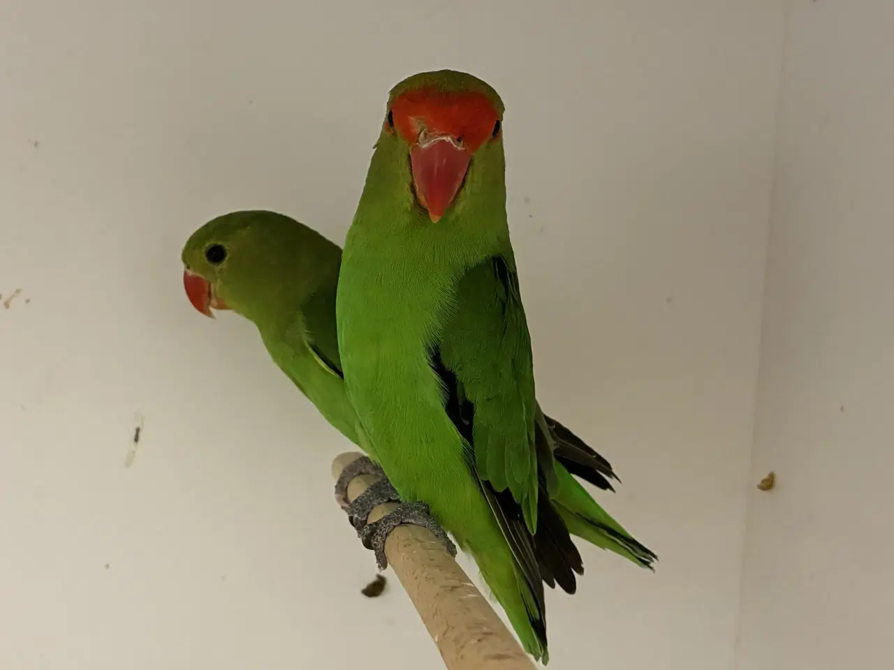 Billede 2 - Taranta Dværgpapegøje