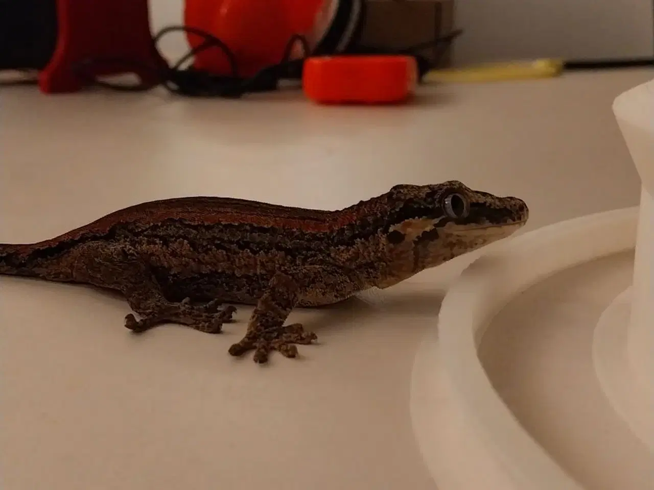 Billede 3 - Omplet Terrariet  Gargoyel gekko  