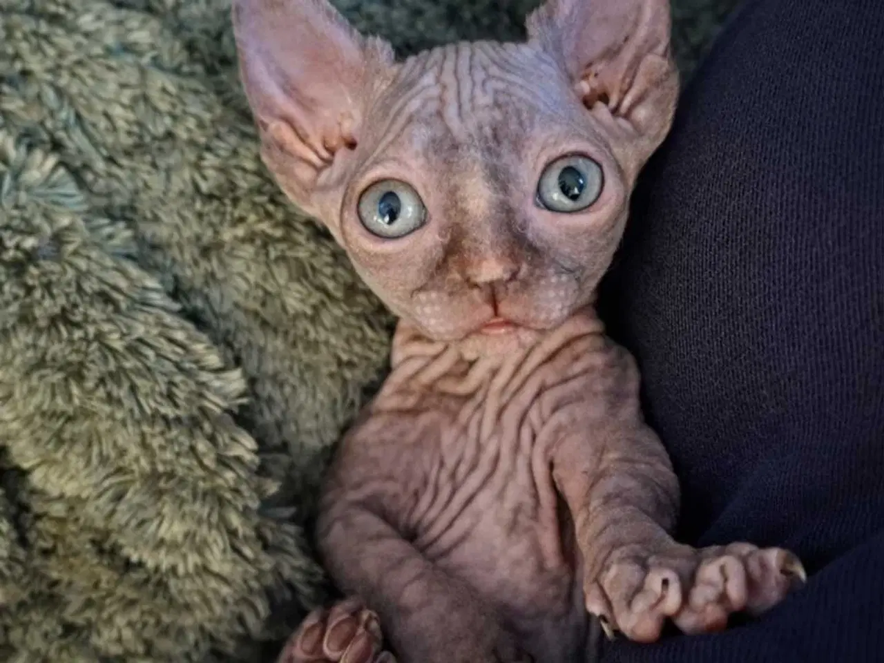 Billede 5 - Dwelf, Sphynx