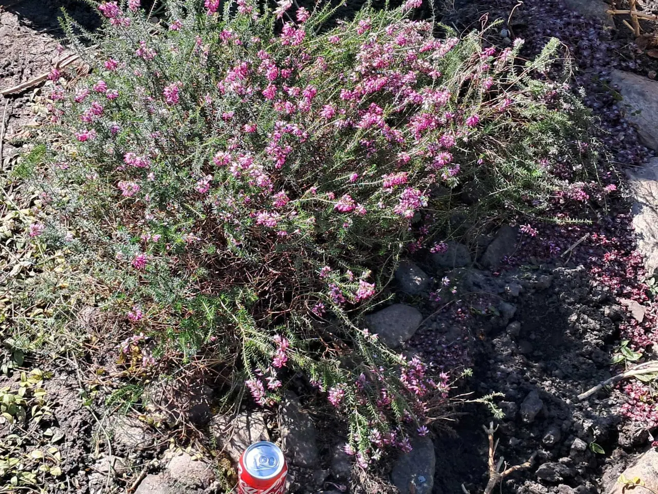 Billede 1 - Flot kæmpe lyng