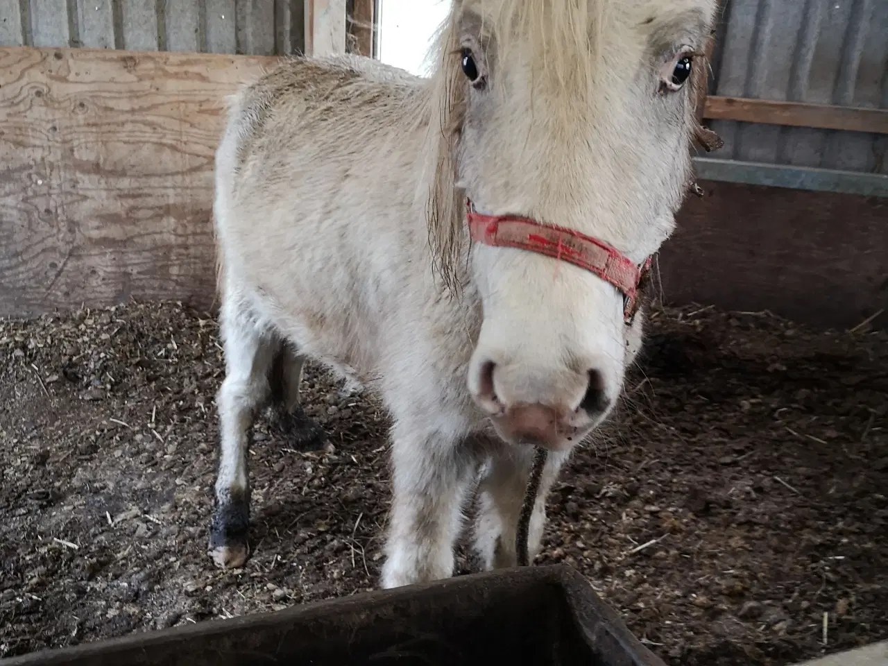 Billede 5 - Hvid knabstrupper pony 