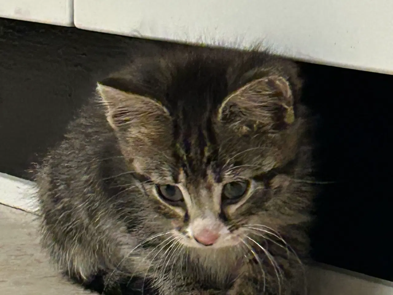 Billede 5 - Killinger