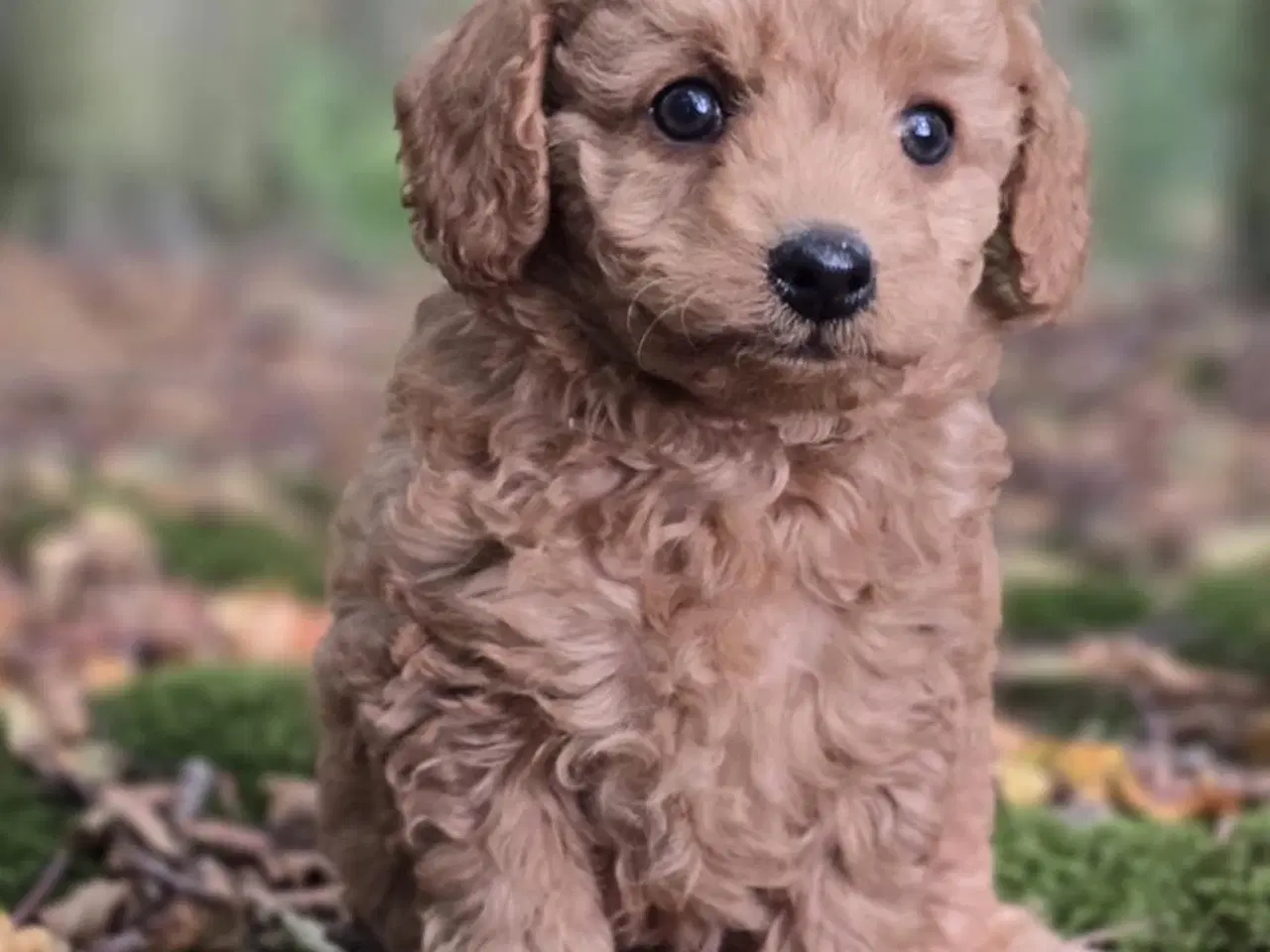 Billede 14 - Labradoodle F1B hvalpe