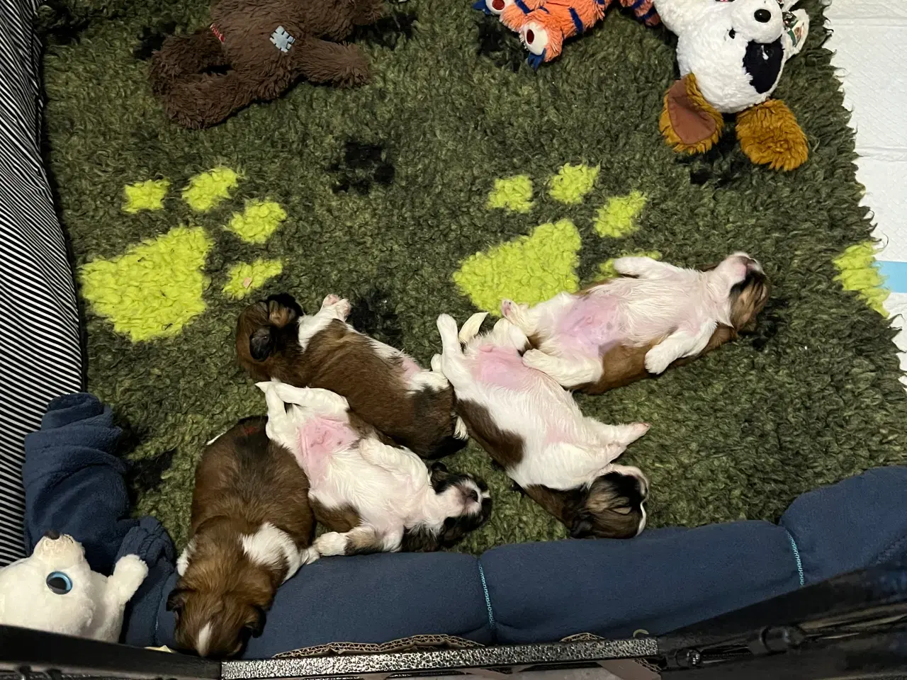 Billede 6 - Shihzhuer 5 drenge og en pige