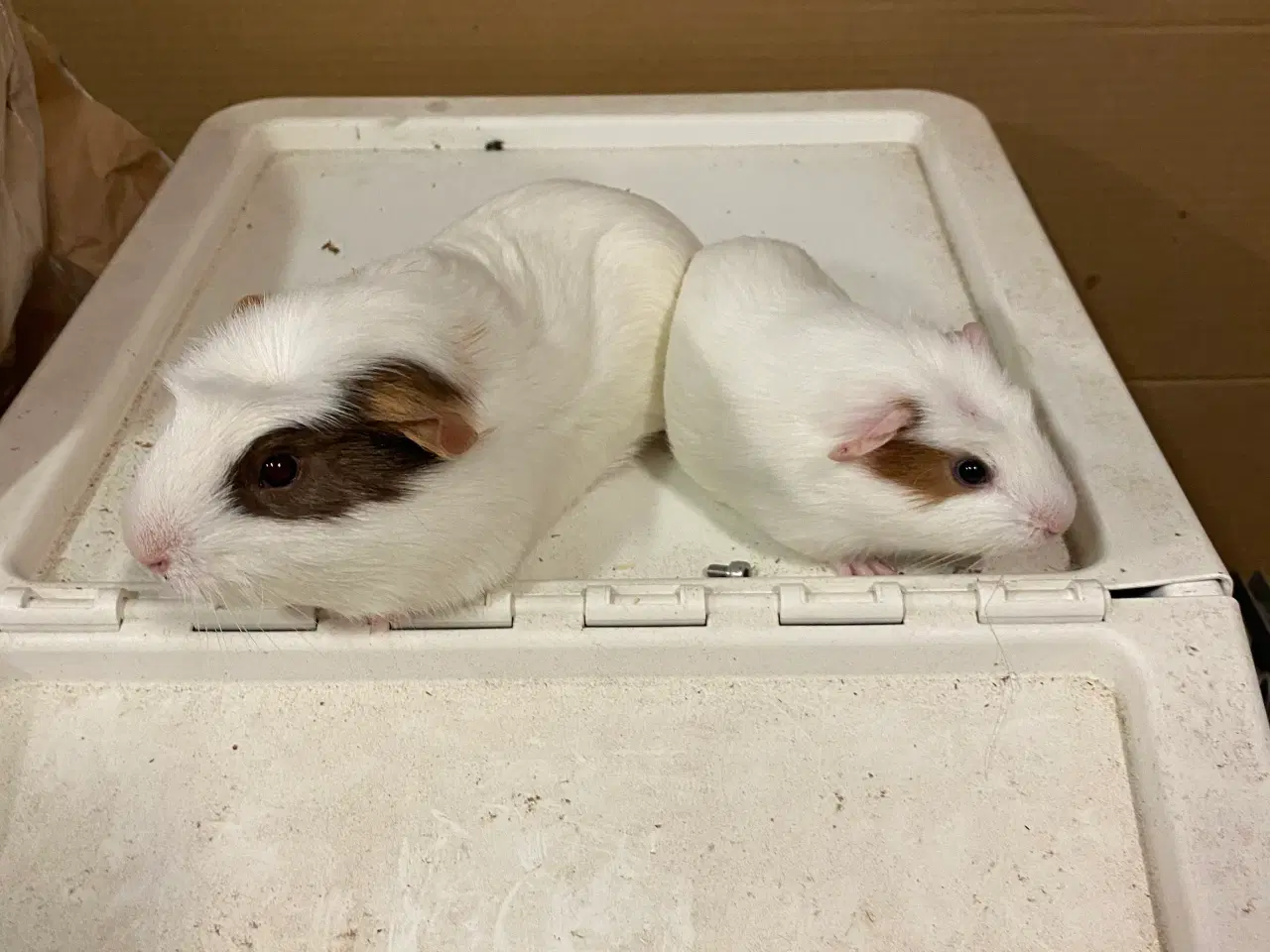 Billede 6 - Marsvin han