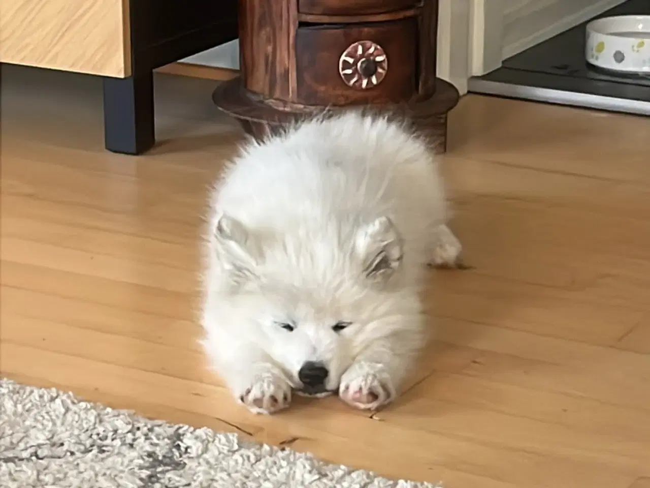 Billede 11 - 🐾 Smuk og kærlig samojedehvalp søger nyt hjem 🐾