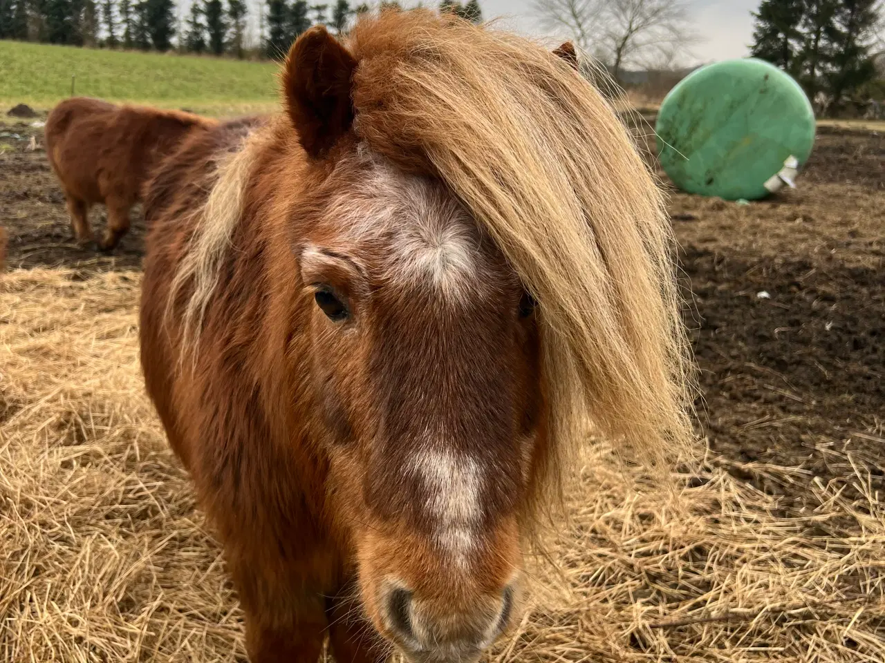 Billede 3 - Rød hingst 