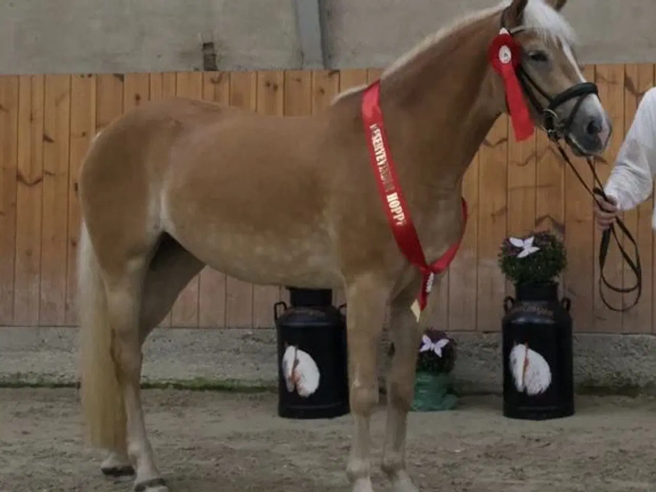 Billede 7 - Haflinger føl til salg