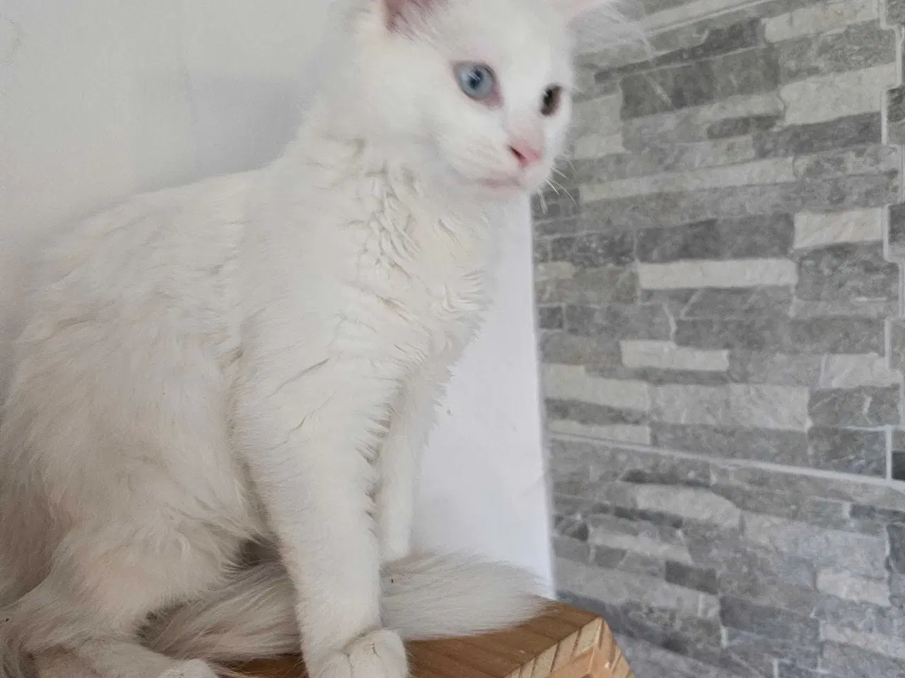 Billede 3 - Maine Coon killing m/stamtavle