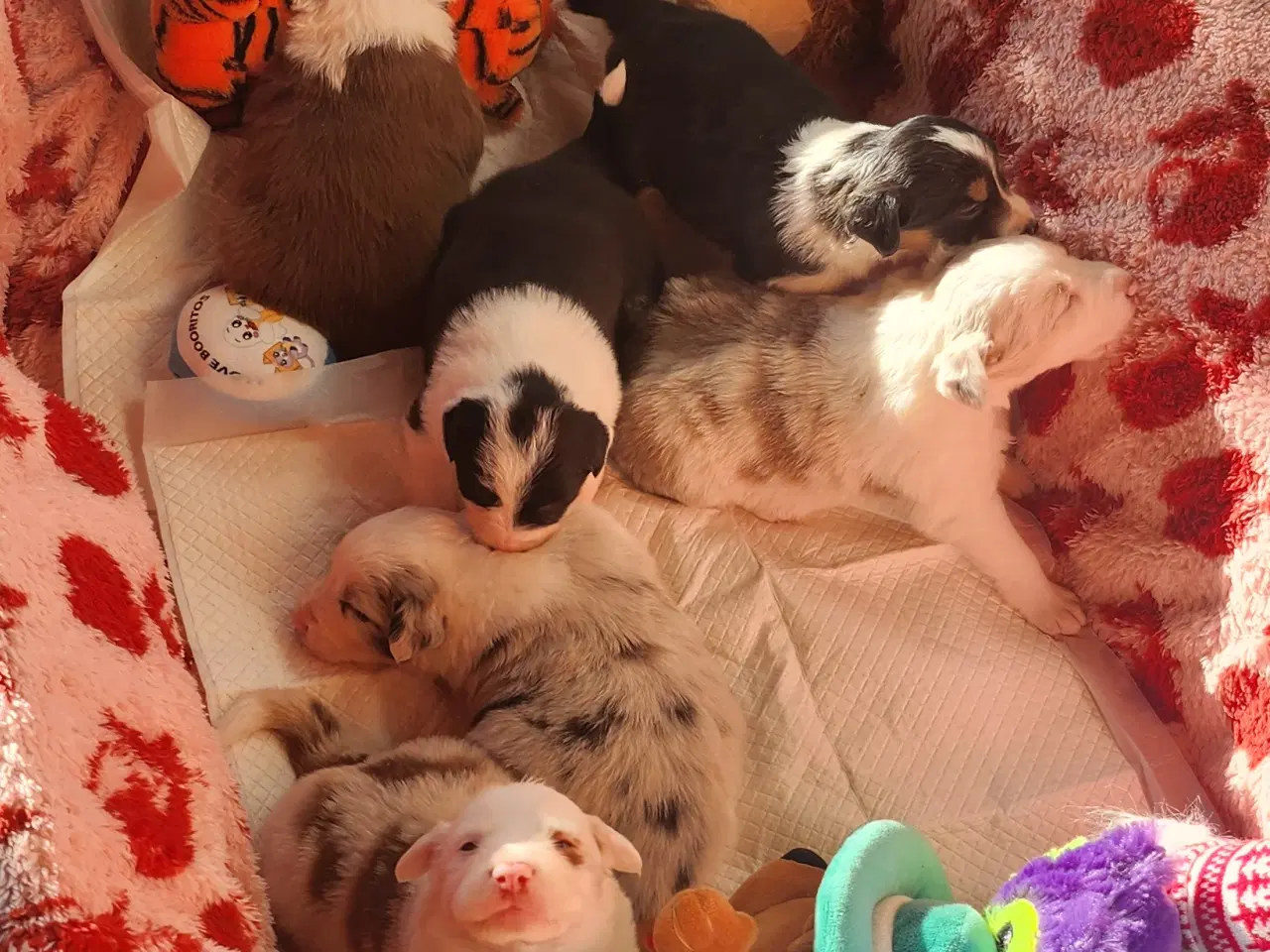 Billede 10 - Border collie/ Australien Shepherd mix