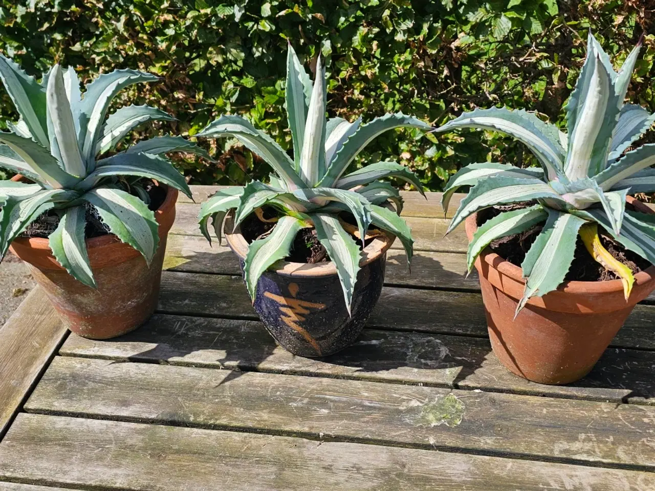 Billede 2 - Almindelig agave 25 cm