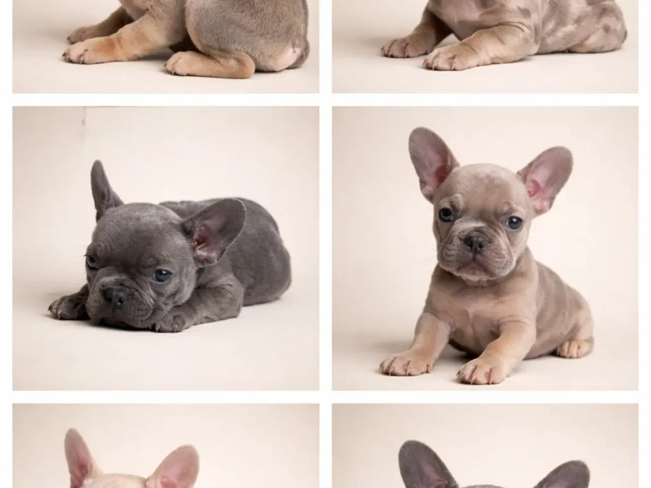 Billede 1 - Fransk bulldog hvalpe 