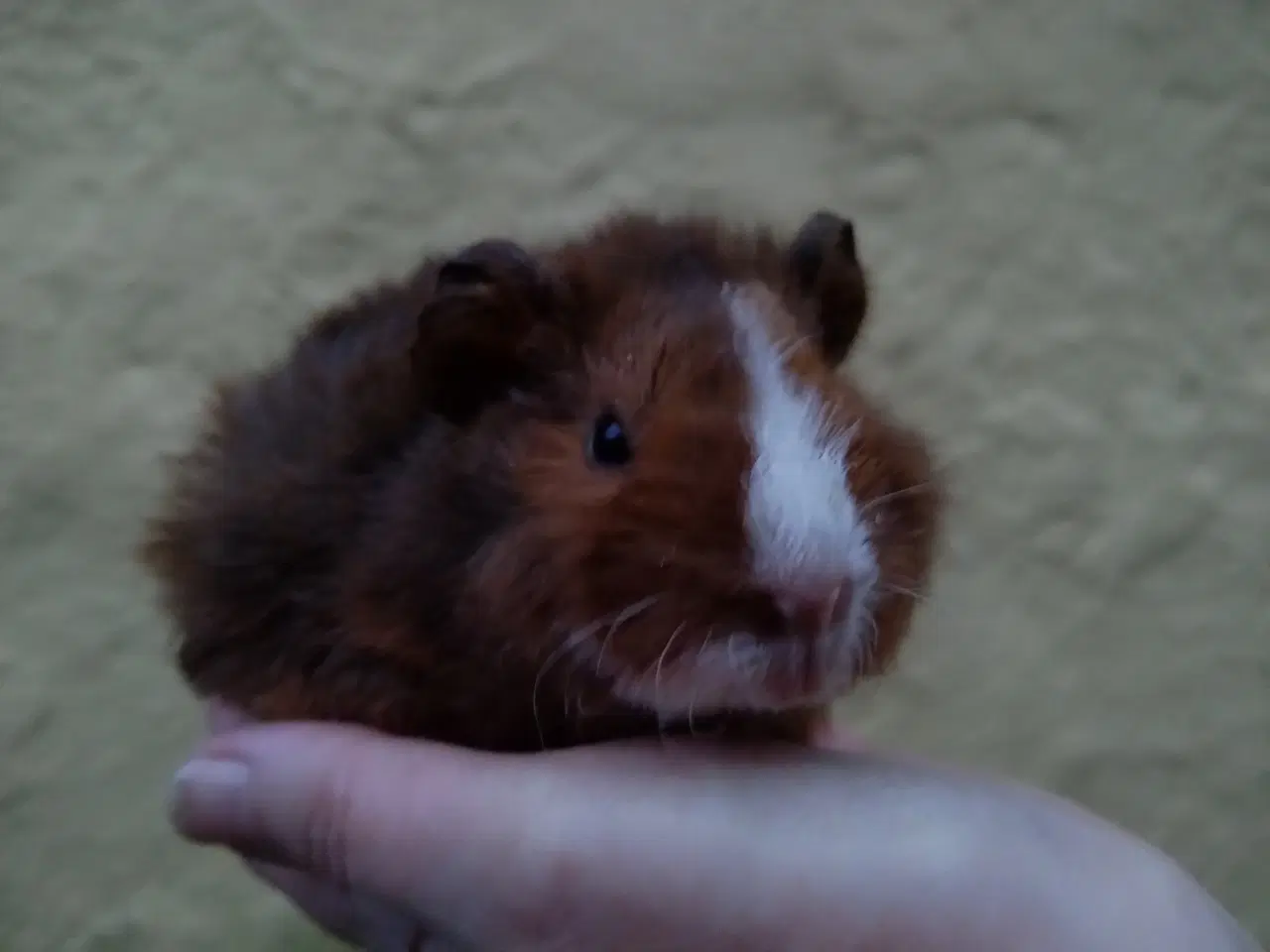 Billede 11 - Marsvin unger, forskellige racer 