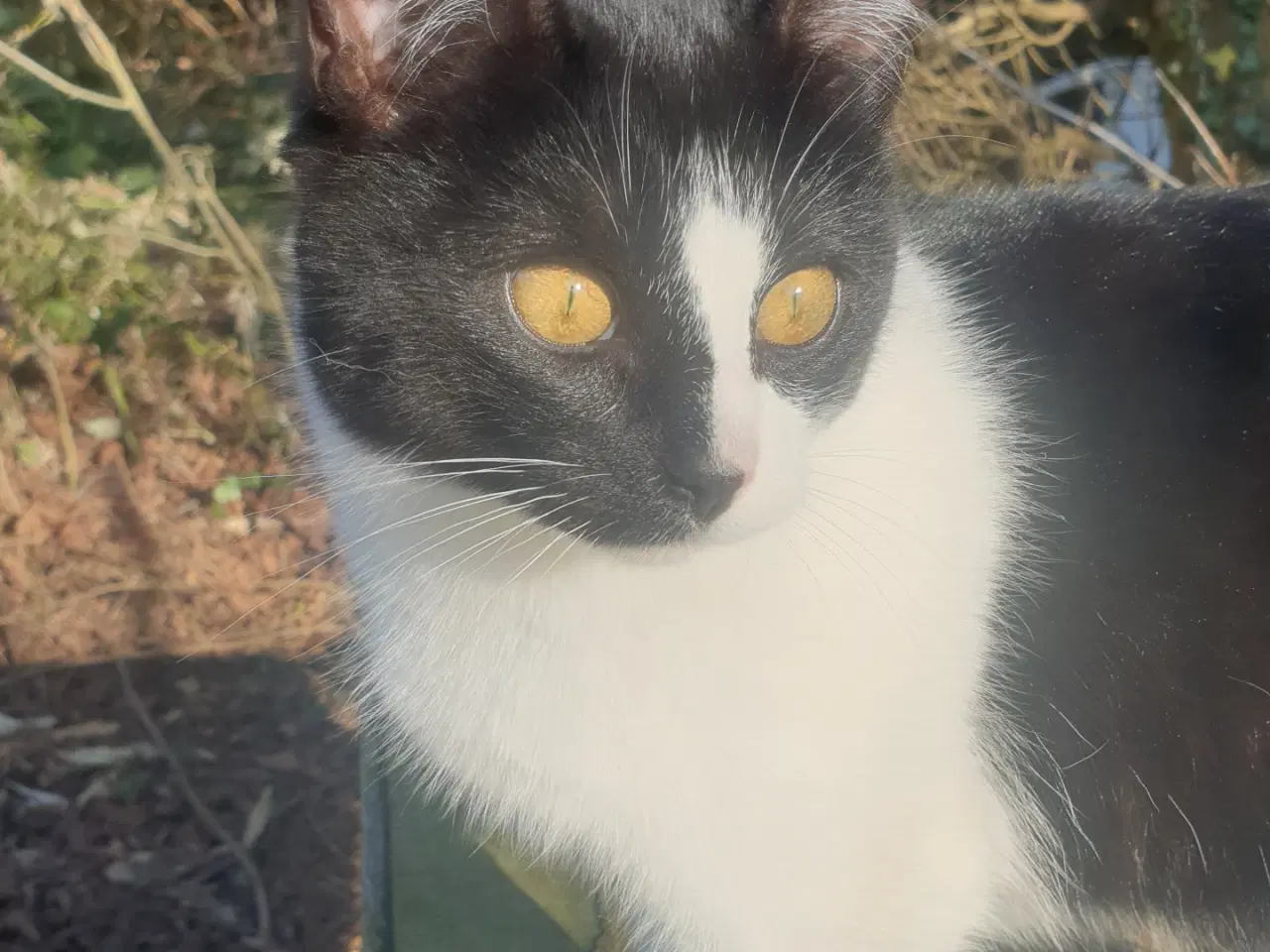 Billede 3 - Teenage killinger