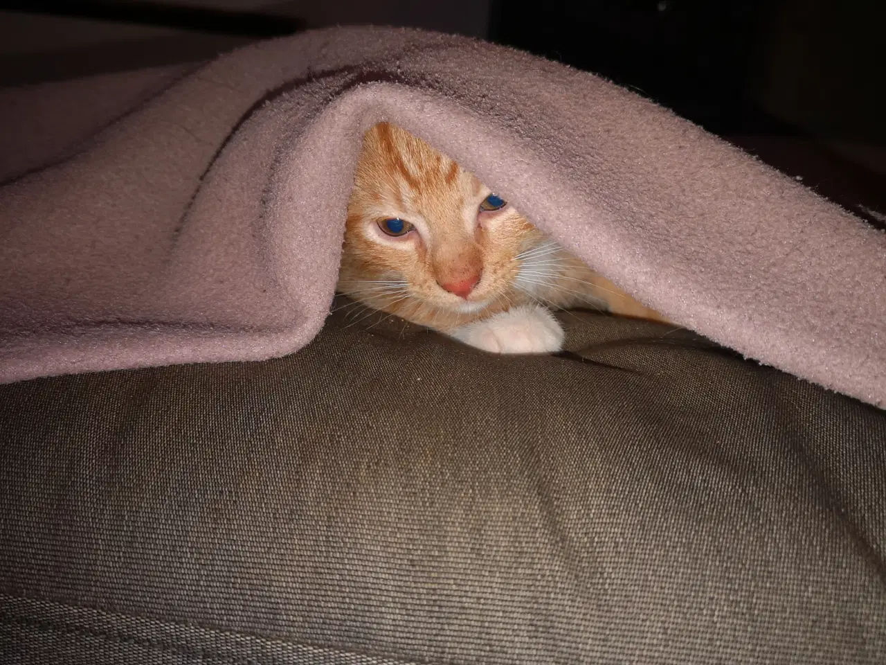 Billede 4 - Vi er klar d. 24-11-25