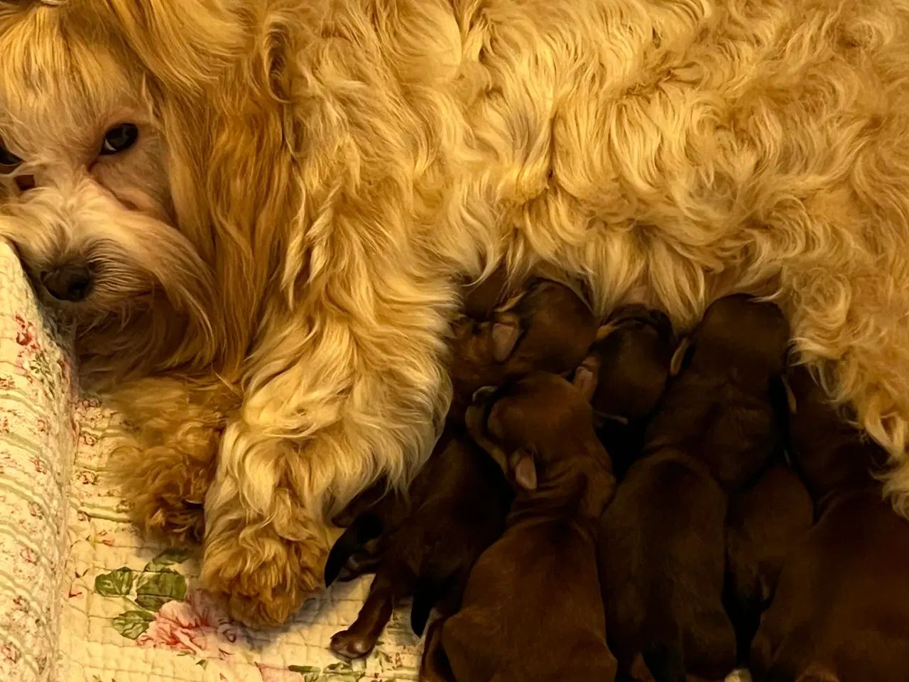 Billede 2 - ❣️Sødeste Bichon Havanais ❣️