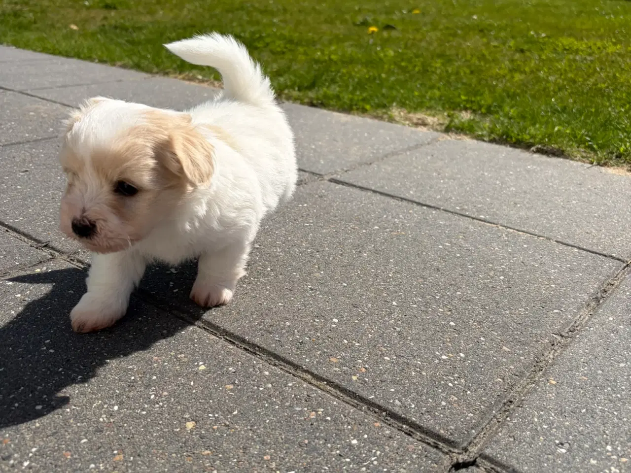 Billede 2 - Coton De Tulear - Super skøn hvalp