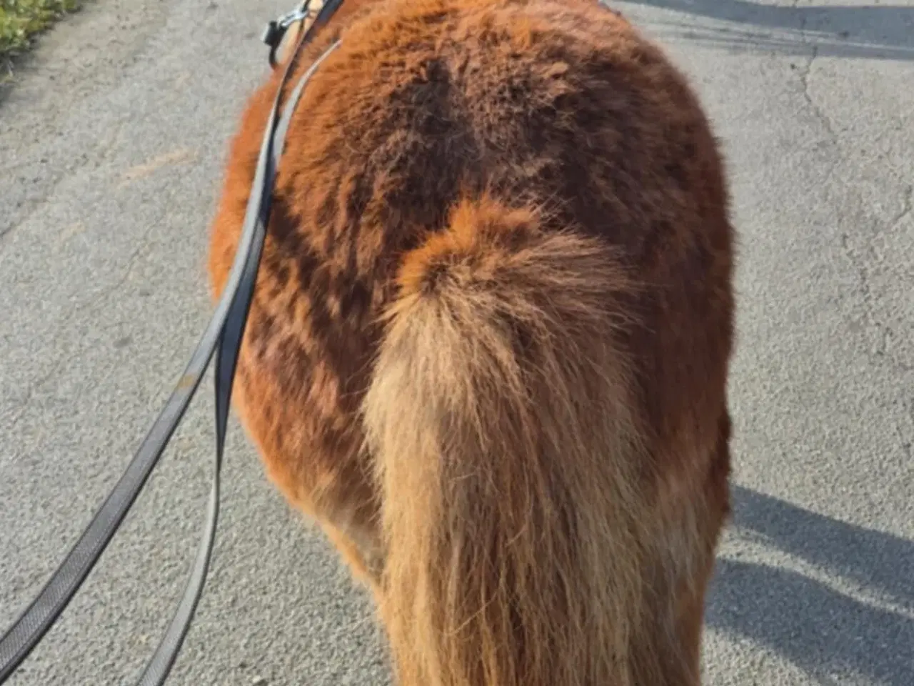 Billede 3 - Kommende køre og børnepony