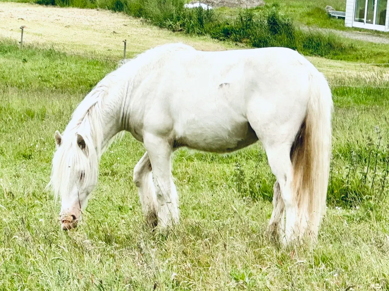 Billede 2 - Irisk Cob