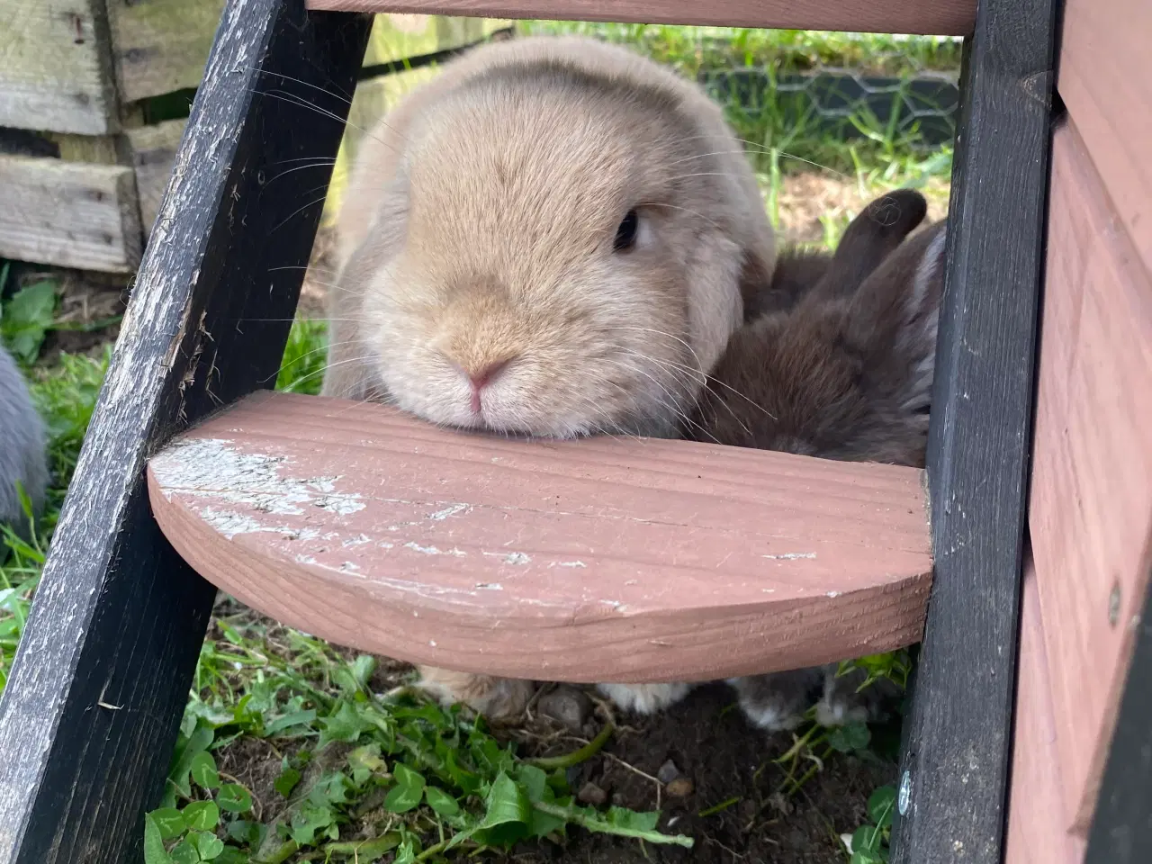 Billede 8 - Mini lop kanin unge , Pige