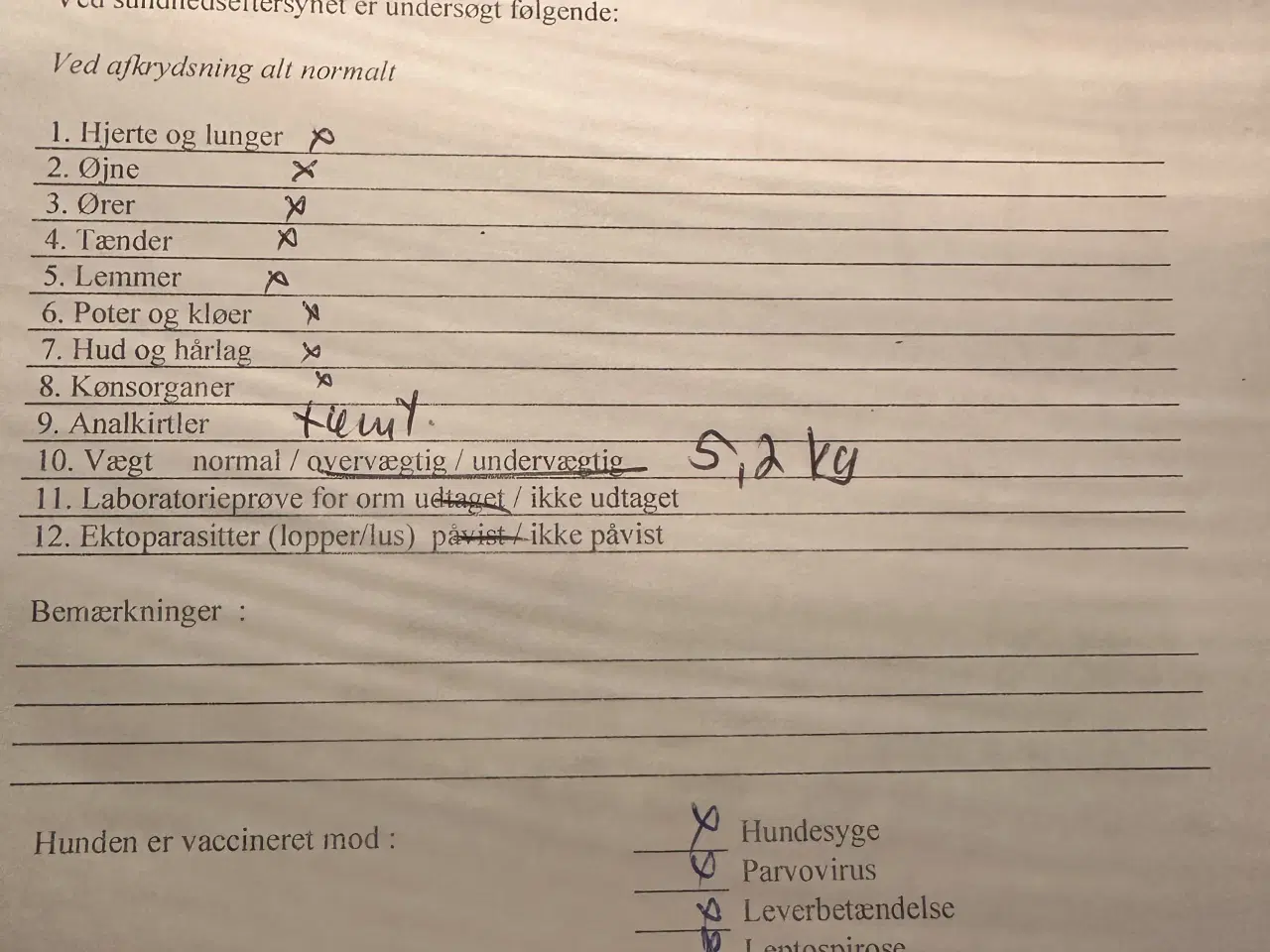 Billede 4 - New english bulldog