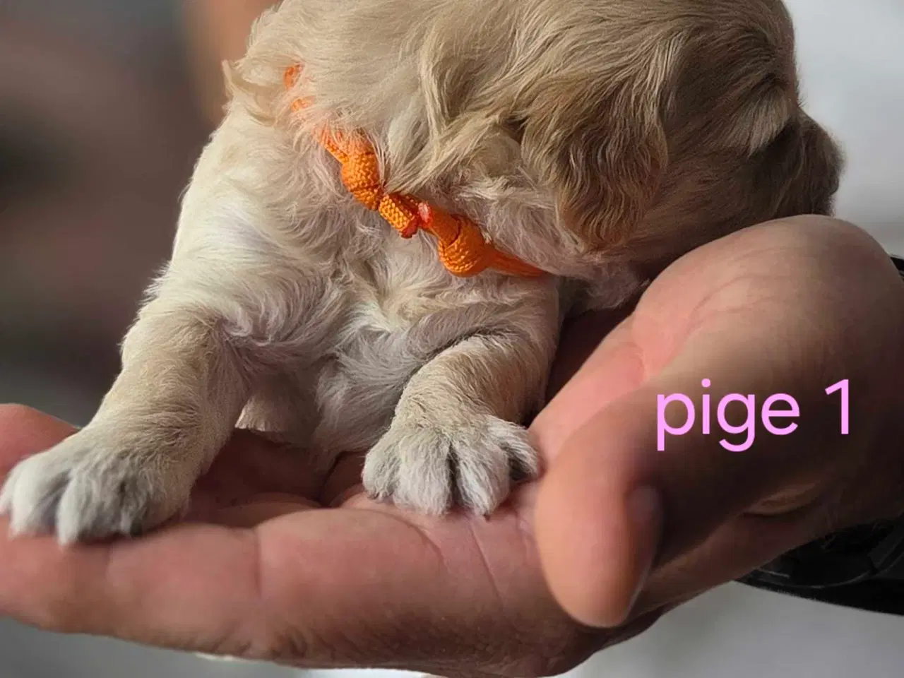 Billede 9 - F1b Cockapoo 