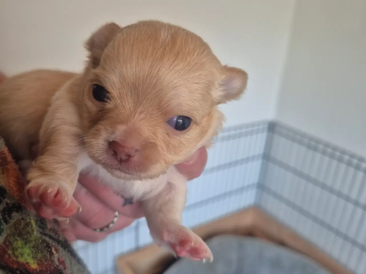Billede 2 - Chihuahua hvalpe