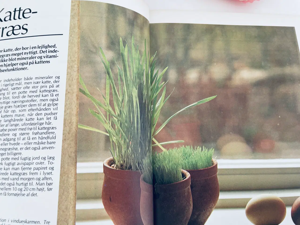 Billede 3 - Alt om stueplanter 6 