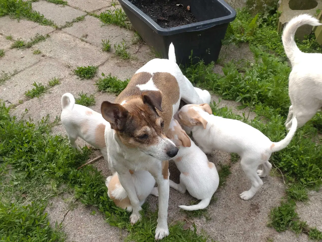 Billede 6 - Dansk/svensk gårdhunde hvalpe