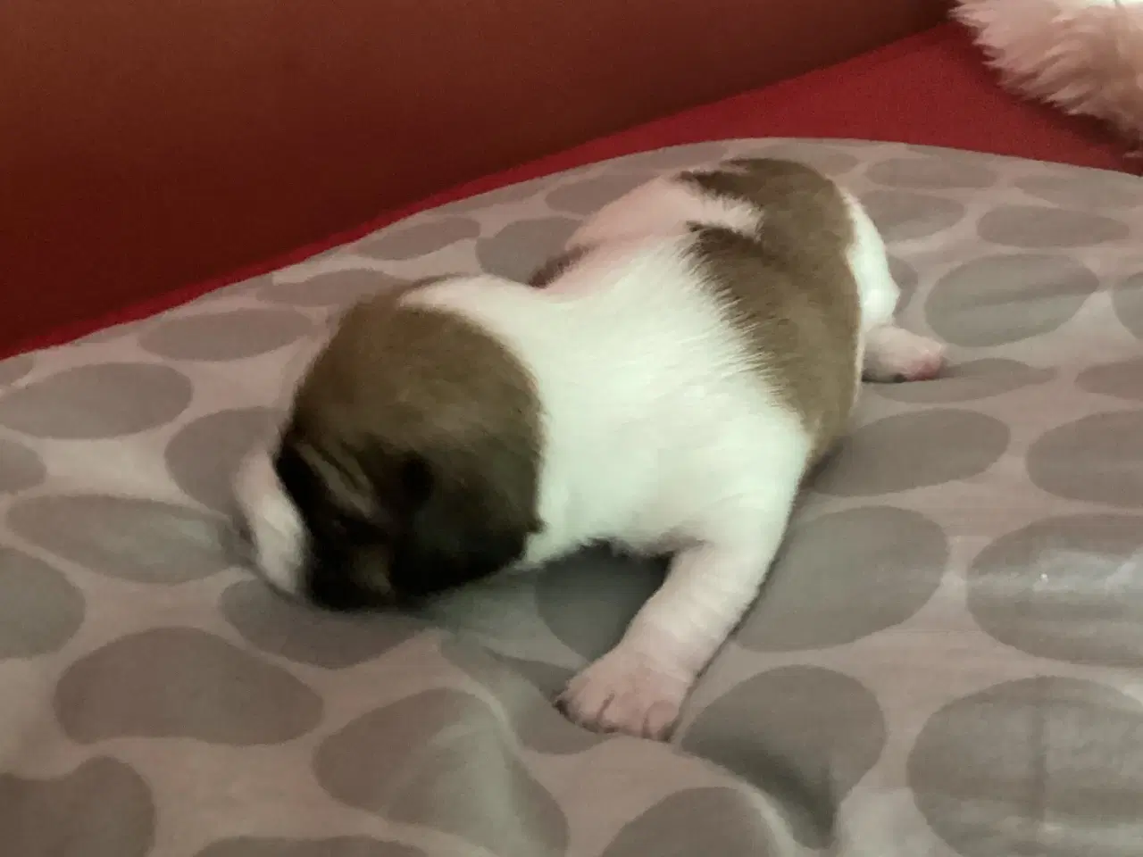 Billede 7 - Jack Russell terrier hvalpe