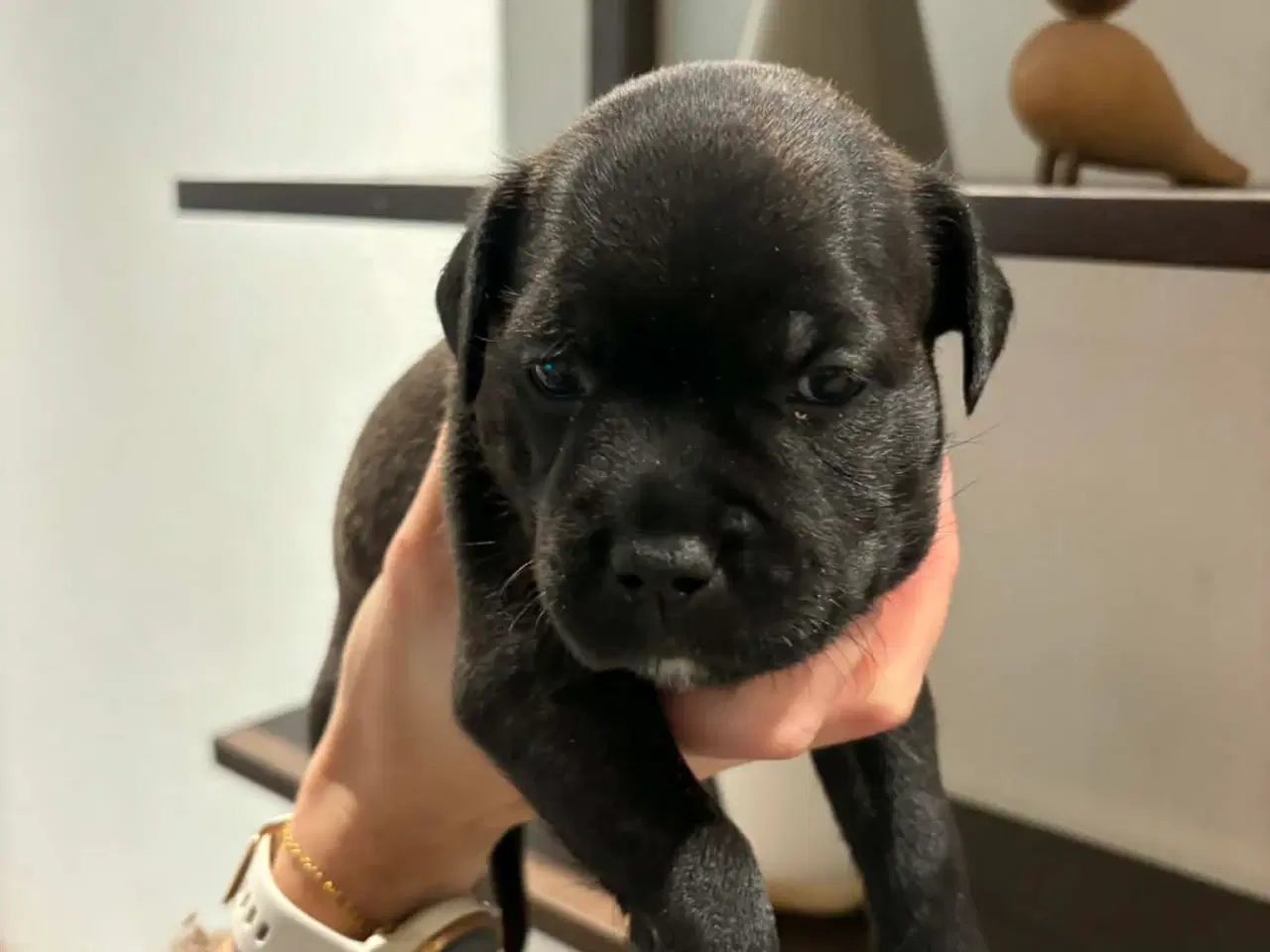 Billede 3 - Staffordshire Bull Terrier Hvalpe