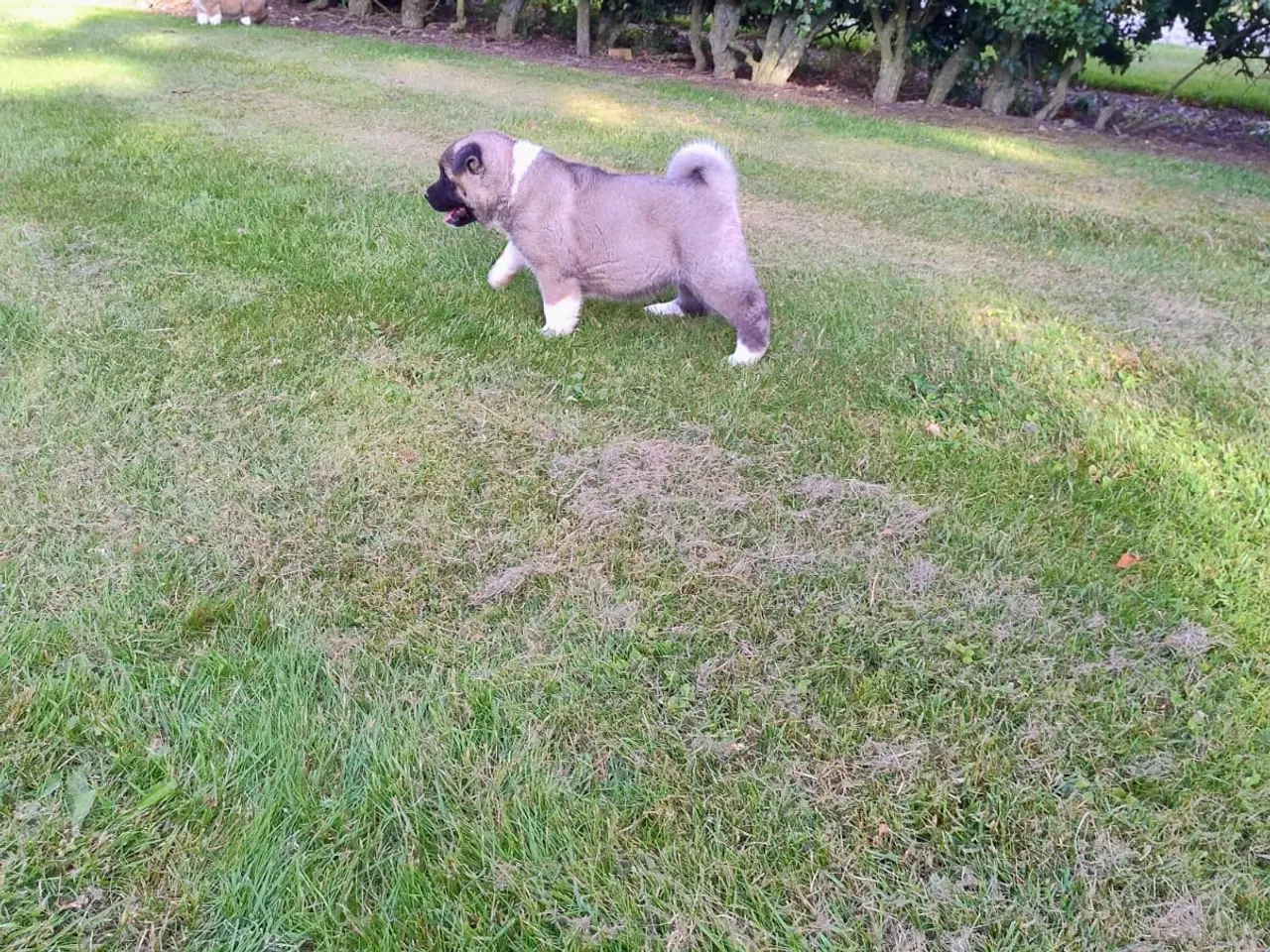 Billede 3 - Hundehvalpe Akita American 