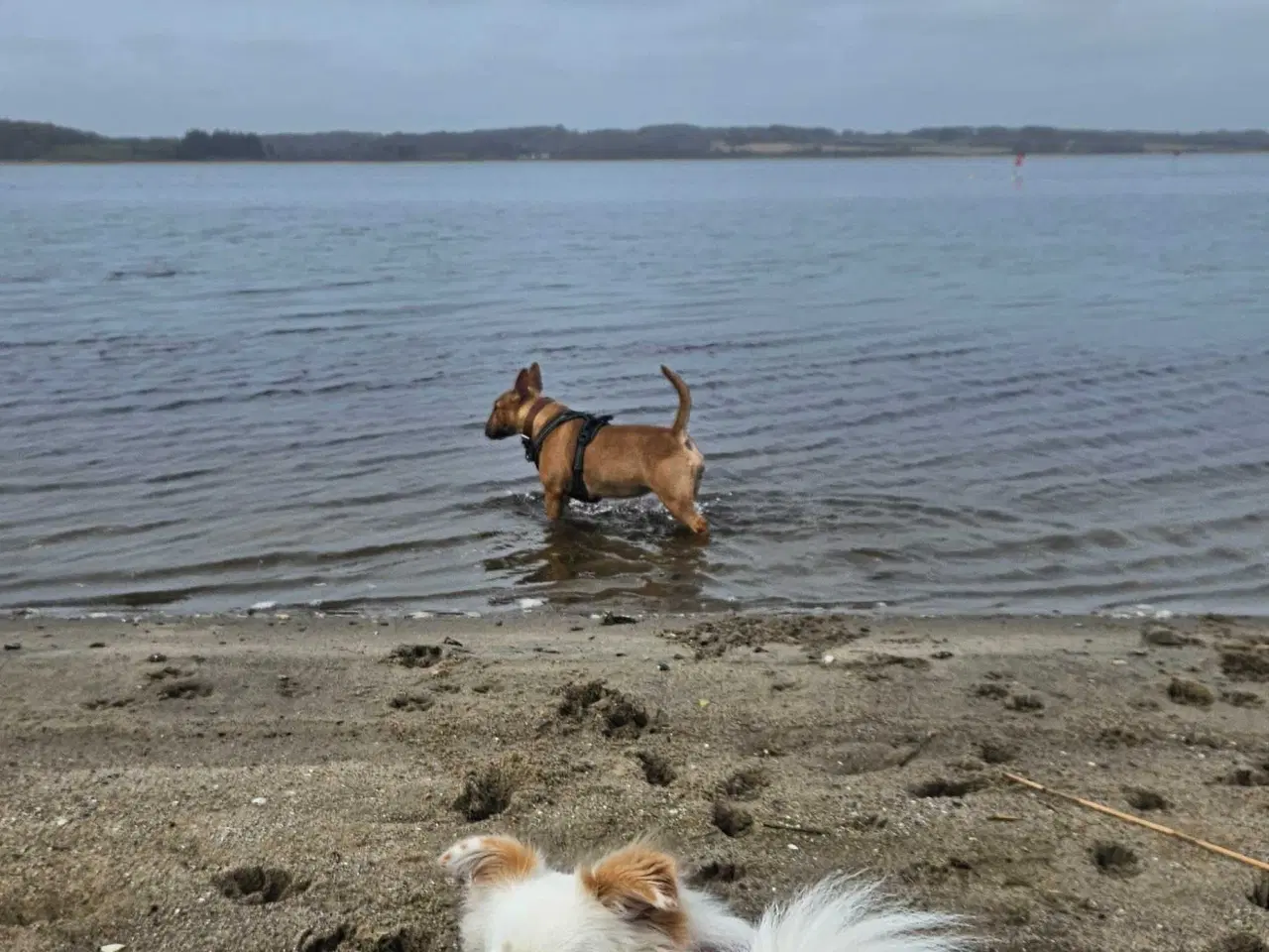 Billede 5 - Luna søger nyt hjem 