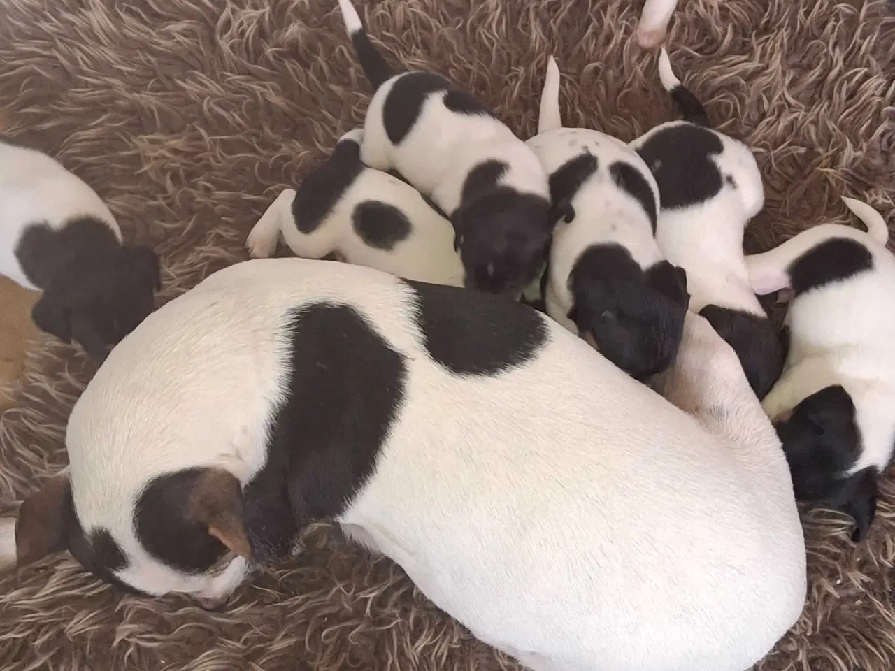 Billede 3 - Dansk svensk gårdhund (hundehvalpe)