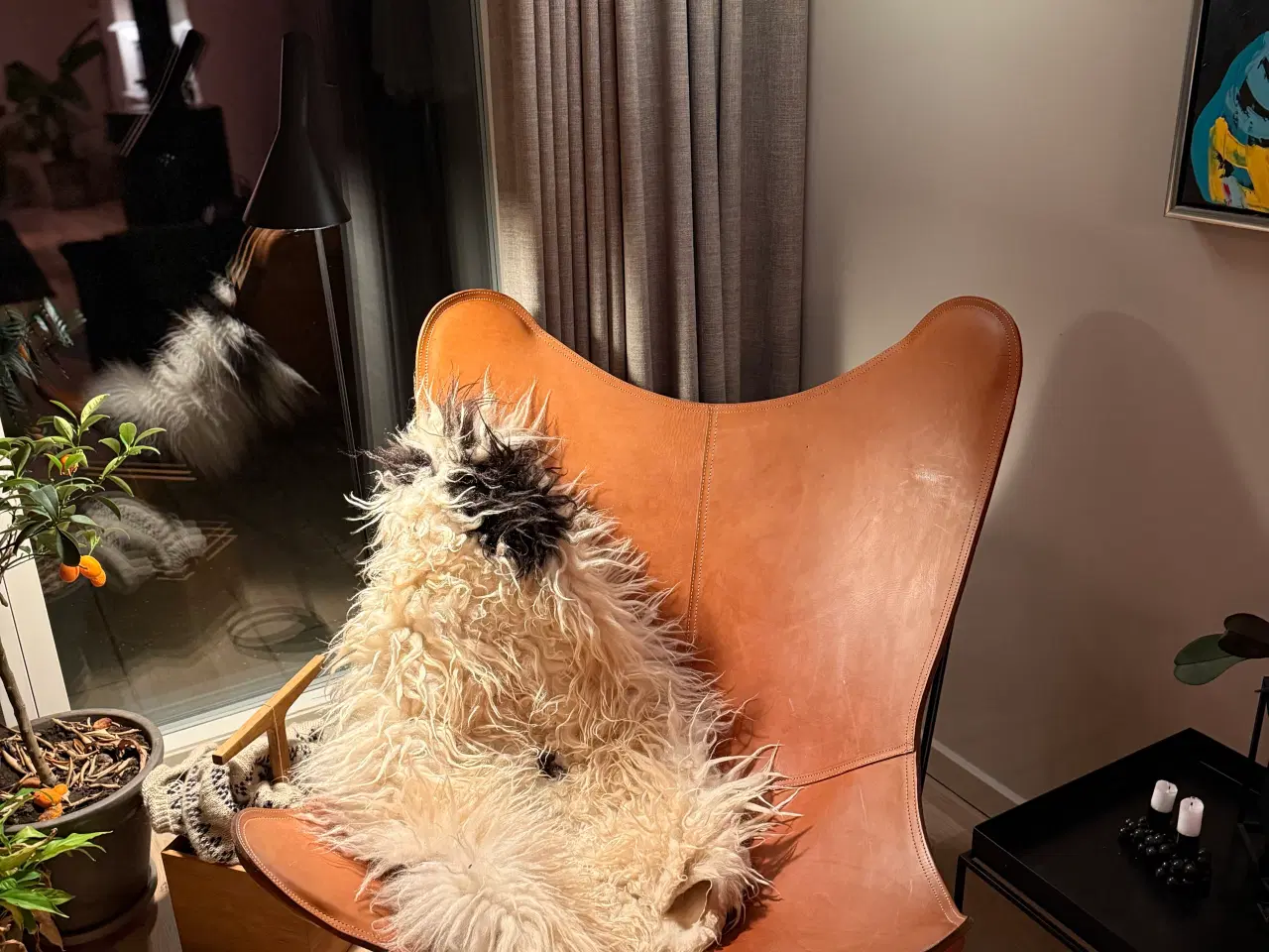 Billede 1 - Cuero Pampa Mariposa - Montana - Sort Stel