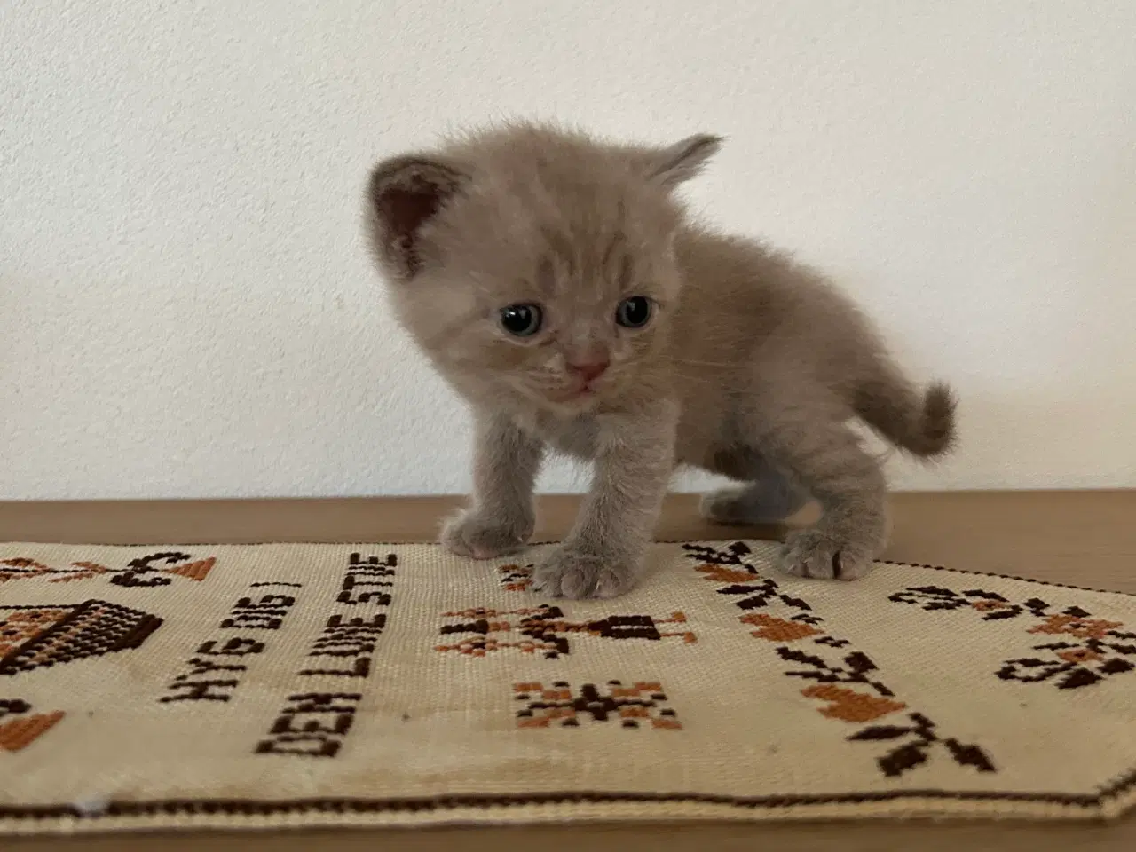 Billede 1 - British shorthair hun killing sælges