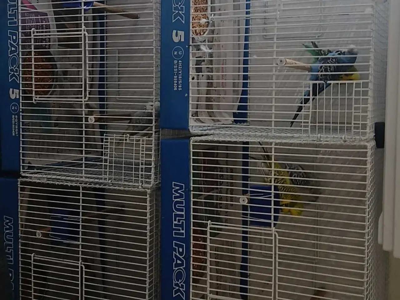 Billede 2 - Kasse Avls buer til små fugle