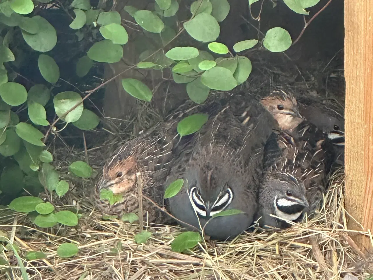 Billede 1 - Kinesiske Dværgvagtler