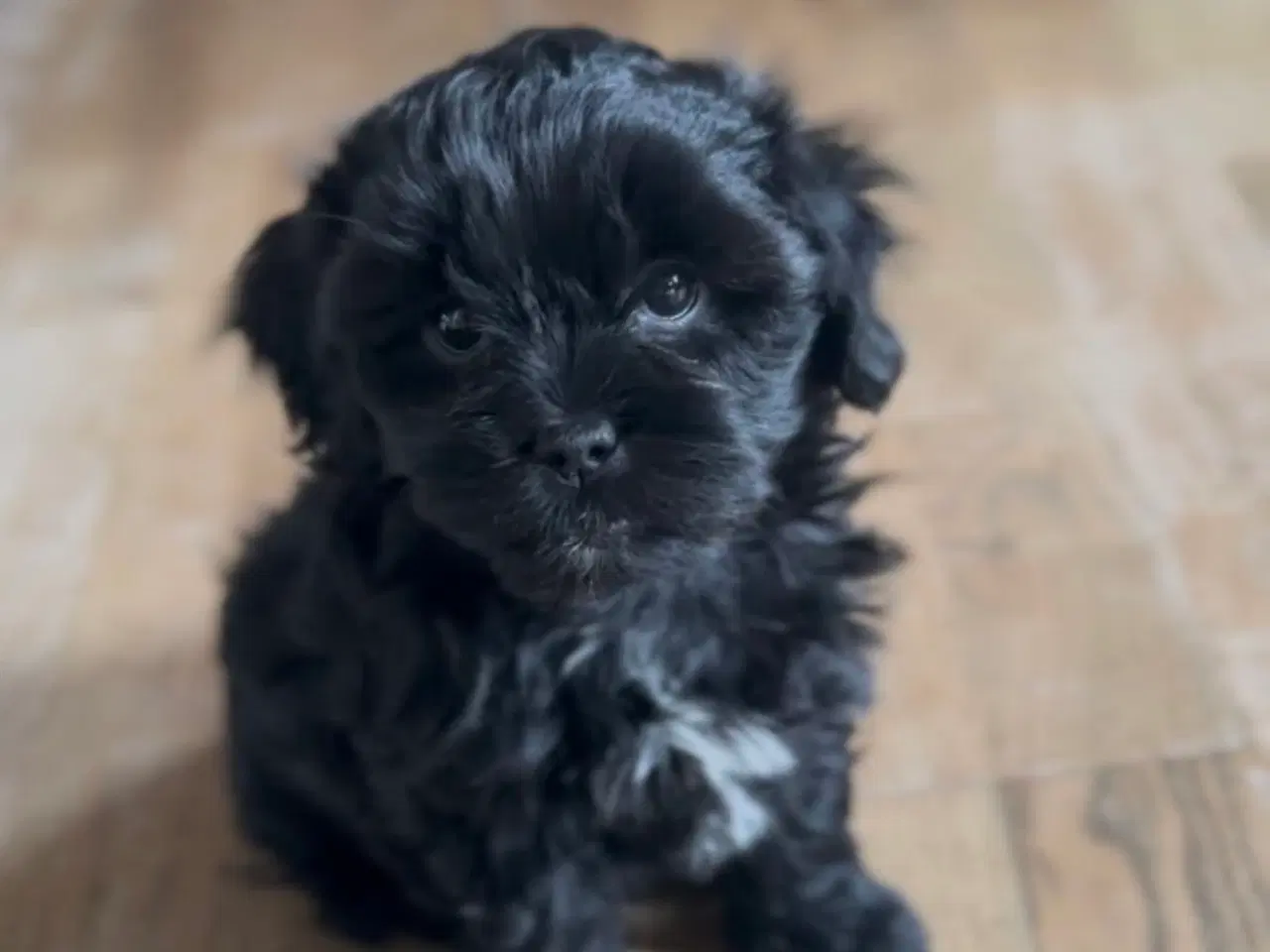 Billede 2 - SHIH-POO hvalpe 