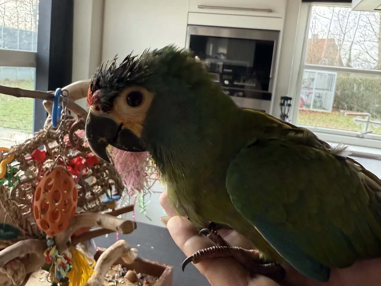 Billede 3 - rødrygget dværgara