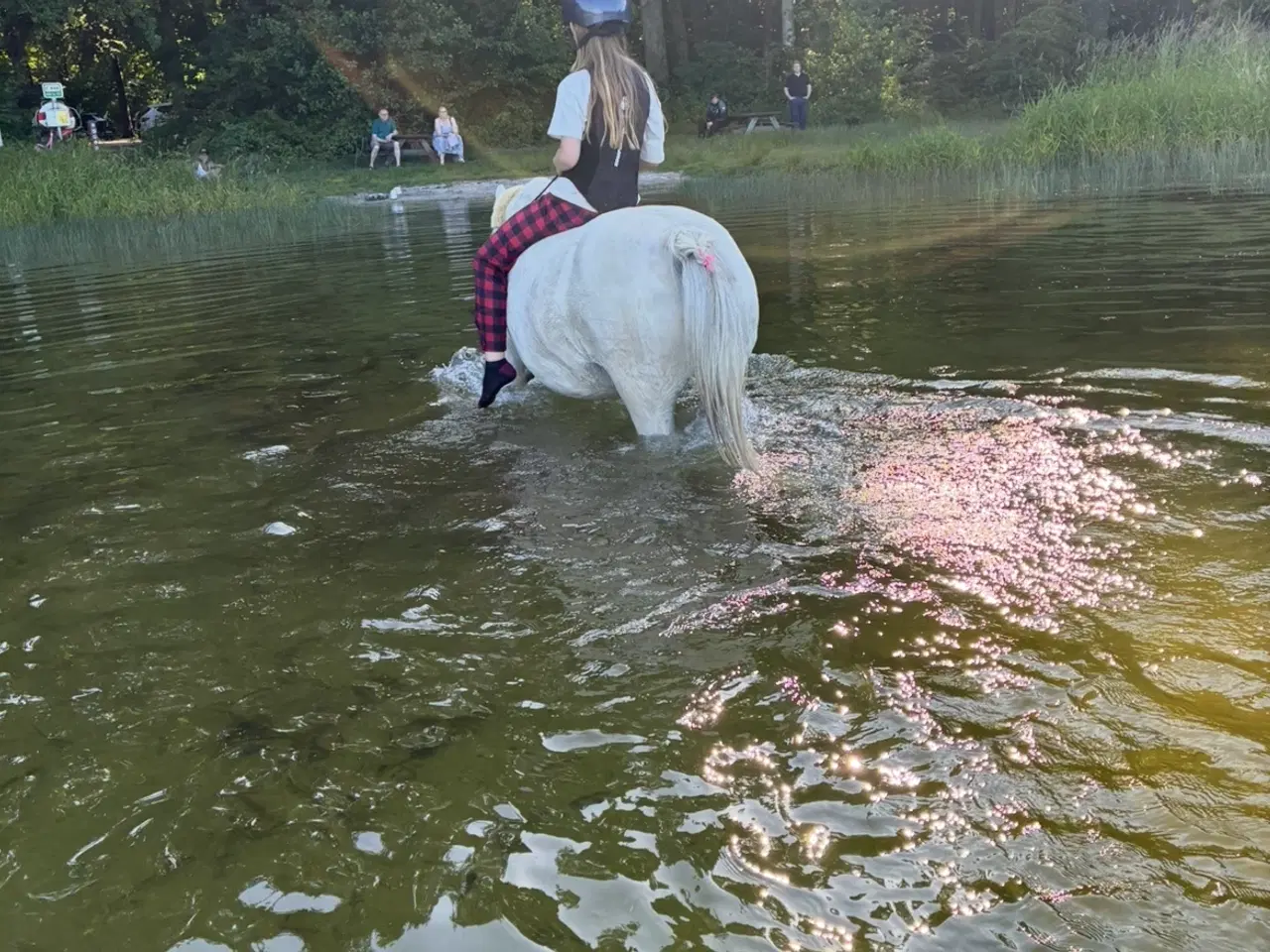 Billede 3 - Welsh pony