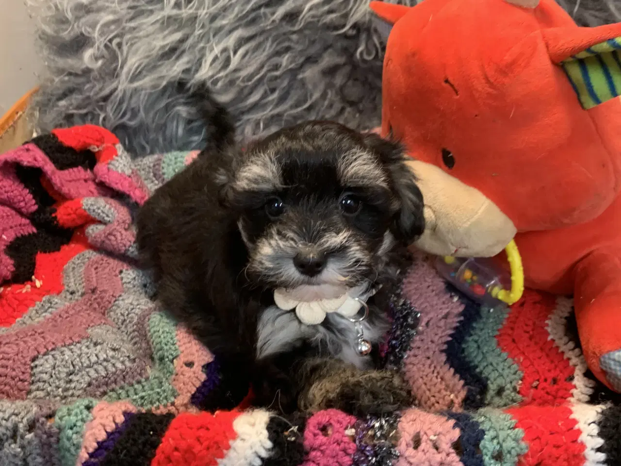 Billede 18 - Små fine Maltipoo babyer er rejseklar nu . 