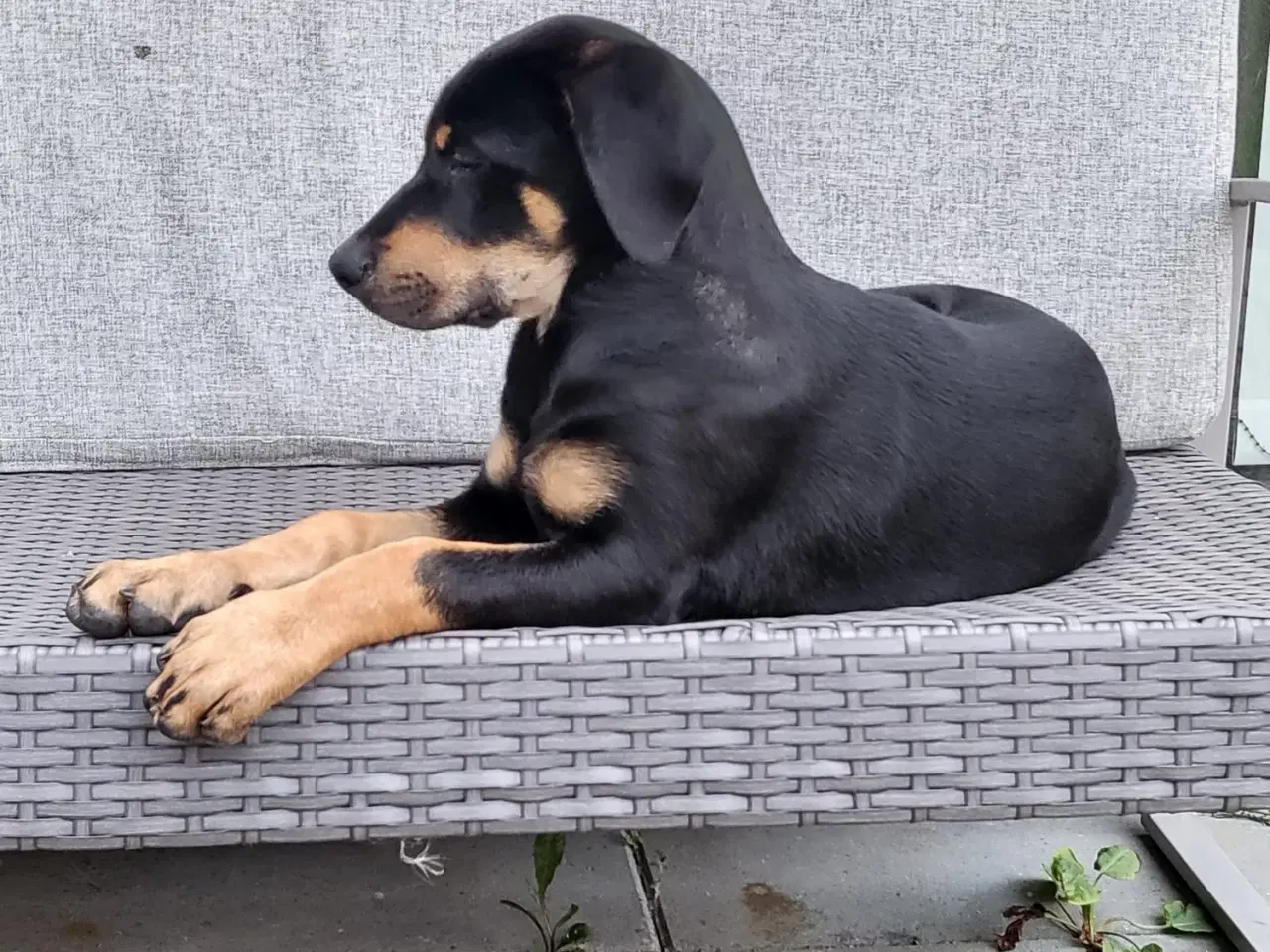 Billede 3 - Hundhvalp halv labrador halv dobermann